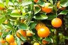 حقایقی از خواص و ارزش غذایی نارنج که نمی‌دانید
