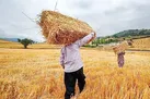 نصف غذای جهان در چین