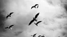 بلندای پرواز 
