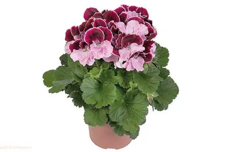 گل‌ برای گل