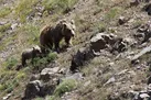 کوهنوردان از نزدیک شدن به زیستگاه و حریم حیات وحش خودداری نمایند