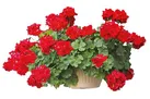 زیبای ضد حشرات