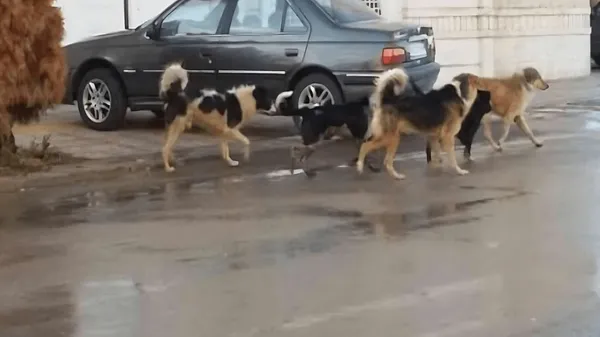 کاهش ۳ درصدی مصدومان سگ‌گرفتگی با وجود ۱۰۰ قربانی مازندران