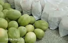 یلدای گرم برای خانواده های زندانیان نیازمند در گلستان