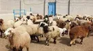 لزوم کنترل نقل و انتقال دام در مناطق مرزی ایلام