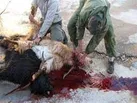 شناسایی ۱۰ نقطه ذبح غیرمجاز دام در کرمانشاه