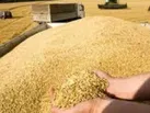 خرید تضمینی گندم، امنیت غذایی
