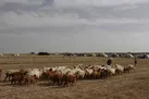 تبعات زیست‌ محیطی کوچ بی‌ موقع