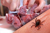دامپزشکی کرمانشاه نسبت به خطر بیماری تب کریمه کنگو هشدار جدی داد