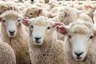 توصیه های دامپزشکی در آستانه عید قربان
