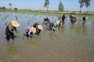 خط قرمز برای برنج در کرمانشاه