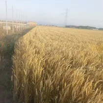 آغاز پرداخت مطالبات گندم‌کاران استان اردبیل
