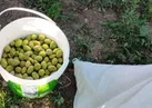 از چغاله‌های نوبرانه تا صادرات به پایتخت