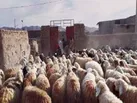 ببینید ا هشدار معاون دادستان زاهدان درباره نگهداری دام در منزل مسکونی