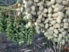 سمپاشی نخیلات آبادان علیه کنه تارتن خرما