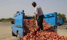 هدررفت غذای ۲۰ میلیون نفر از مزرعه تا سفره