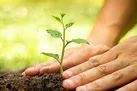 سه میلیون اصله نهال به نیابت شهدای ایلام کاشته می شود