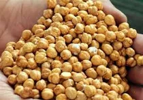 تراژدی غم‌انگیز نخودکاران کرمانشاه