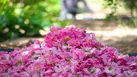 برداشت گل محمدی در شهرستان کارون