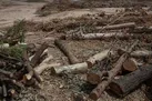 دستگیری چهار درخت دزد در تهران