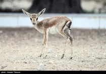 رها سازی آهوی ایرانی در کیش (گزارش تصویری)