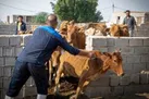 آغاز فاز زمستانه واکسیناسیون رایگان بیماری لمپی‌اسکین در شوشتر