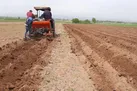آغاز کشت گسترده سیب‌زمینی در اراضی کشاورزی