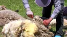 پشم چینی گوسفندان عشایر شاهسون مغان در اصلاندوز