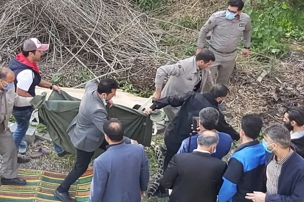 پلنگ سرگردان قائمشهر زنده‌گیری شد (+فیلم)