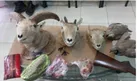 دستگیری شکارچی حرفه‌ای منطقه حفاظت شده اشترانکوه