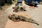شناسایی و انهدام تیم ۵ نفره ضد انقلاب در کردستان +عکس