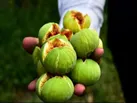 شتاب در صنایع فرآوری انجیر