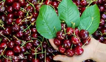 رکوردشکنی در برداشت گیلاس در باغ نمونه شهرستان سامان