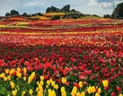 ببینید | نسل‌ کشی لاله‌ها