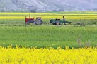 کشاورزی؛چشم‌انتظار الگوی کشت