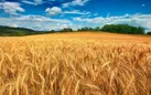 توصیه های فنی برای جلوگیری از بیماری زنگ زرد گندم