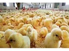 جوجه ریزی 2.6 میلیون قطعه ای در آمل