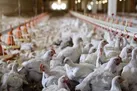 دولت هر چه سریع تر قیمت مرغ و جوجه یکروزه را اصلاح کند