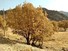 گازی که درختان زاگرس را خفه می‌کند
