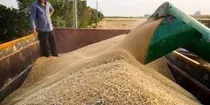 انتقال بیش از ۴۷ هزار تن گندم زنجان به سایر استانها