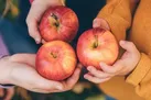 سیب خوردن روزها باعث لاغری می‌شود یا شب؟
