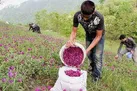 گیاهان دارویی تحت پوشش بیمه می‌روند