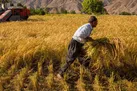 افزایش ۱۳.۵ درصدی تولید غلات ایران | پیش‌بینی افت تولید غلات در دنیا
