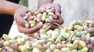 ناترازی خنده پسته‌ها رابرد