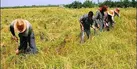 کشاورزی ایران ؛ کاشت وعده‌ها، برداشت مشکلات