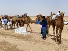 قهرمانی در مسابقات شترسواری کشور