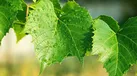 آشنایی با خواص برگ درخت انگور