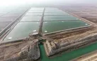 سیستان‌وبلوچستان پایتخت پرورش میگو
