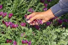 140هکتار از اراضی کوهبنان زیرکشت گیاهان دارویی