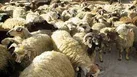 کشف و ضبط 115 راس  احشام قاچاق در منطقه مرزي صالح آباد